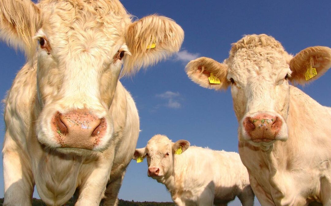 How Can You Prevent Foot Rot In Cattle?