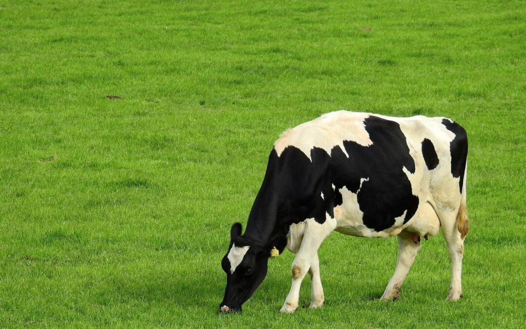 Use Mobility Scoring To Help You Spot Lameness In Your Cattle