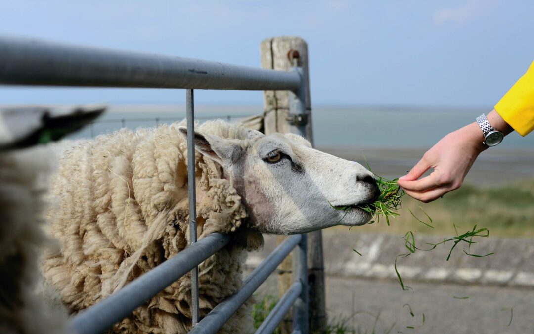 What Is Contagious Ovine Digital Dermatitis