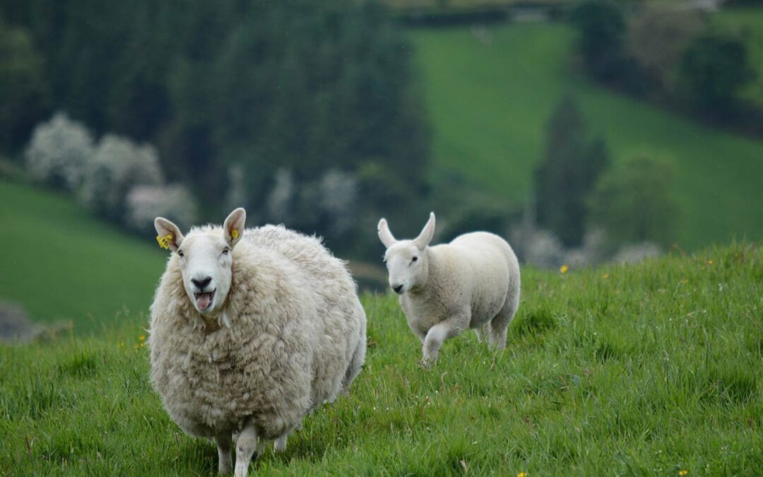 How To Prevent Lameness In Sheep